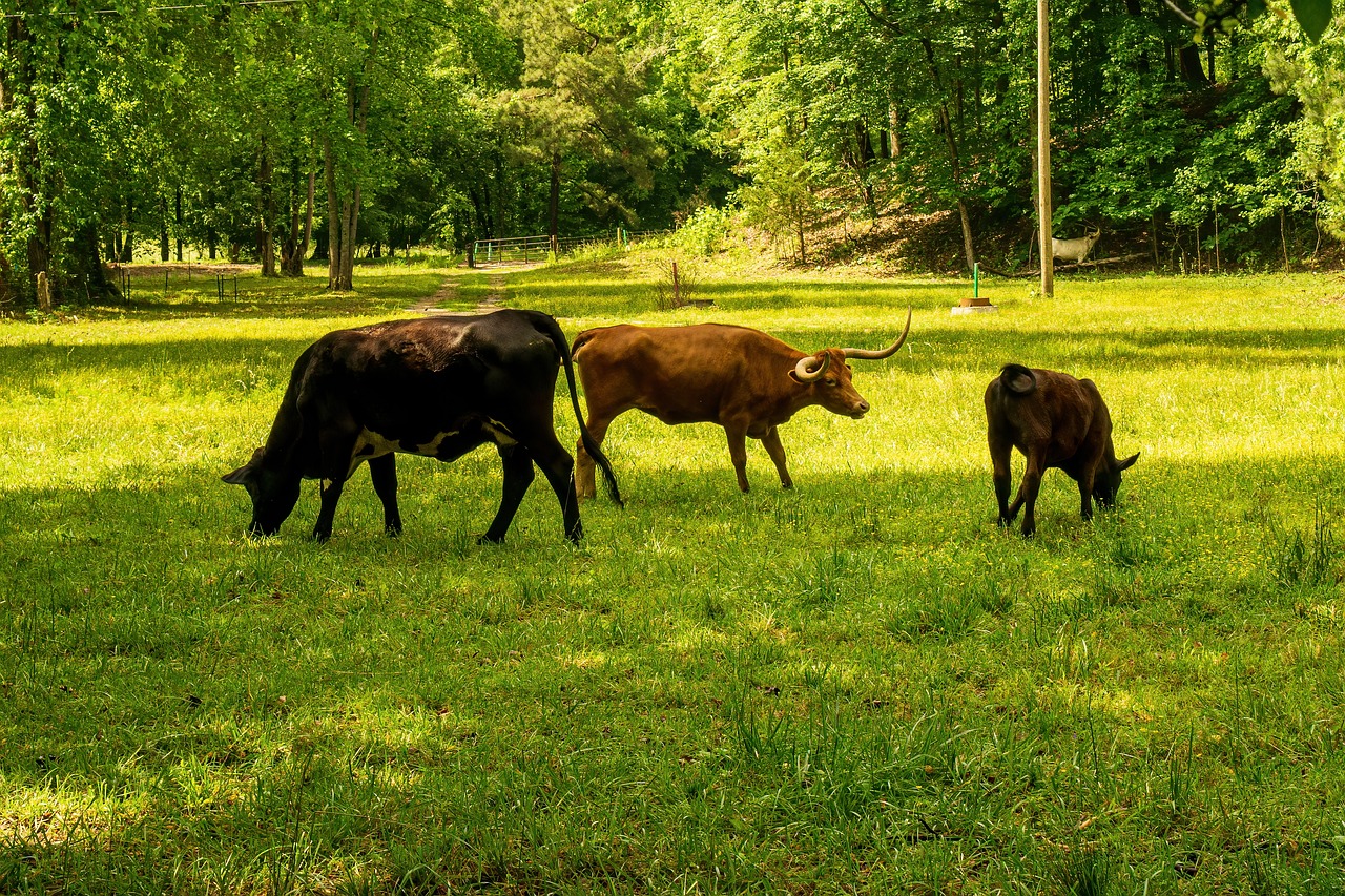 découvrez comment réduire votre empreinte carbone et contribuer à un avenir durable. apprenez des stratégies pratiques pour diminuer vos émissions, protéger l'environnement et adopter un mode de vie écoresponsable.