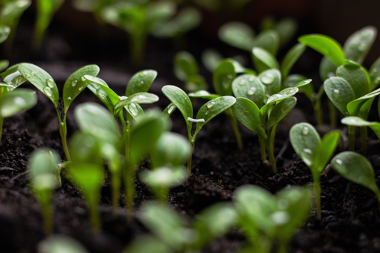 découvrez l'importance de la durabilité pour un avenir meilleur. explorez des pratiques écoresponsables, des innovations vertes et des initiatives pour préserver notre planète. engagez-vous dans une consommation consciente et contribuez à un monde durable.