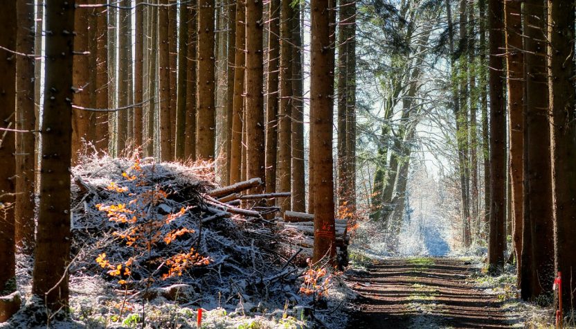 découvrez l'univers de la sylviculture : des pratiques durables, des techniques de gestion forestière et des initiatives pour préserver nos précieuses forêts. apprenez comment la foresterie contribue à la biodiversité et à la lutte contre le changement climatique.