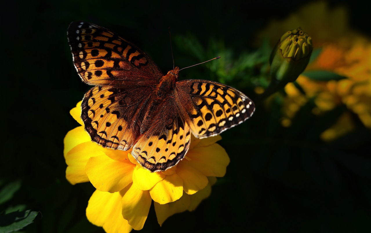 découvrez l'importance de la biodiversité pour notre planète. apprenez comment la conservation des espèces et des écosystèmes contribue à l'équilibre de la nature et aux bienfaits pour l'humanité.