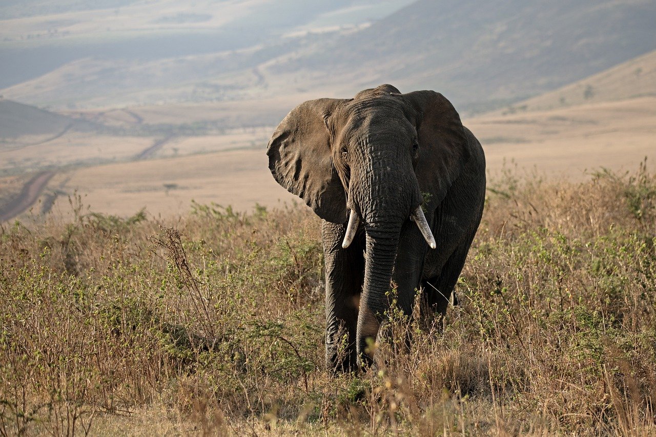 découvrez l'importance de la conservation de l'environnement pour préserver notre planète. explorez des solutions durables, des initiatives de protection de la biodiversité et des actions individuelles pour réduire notre empreinte écologique.