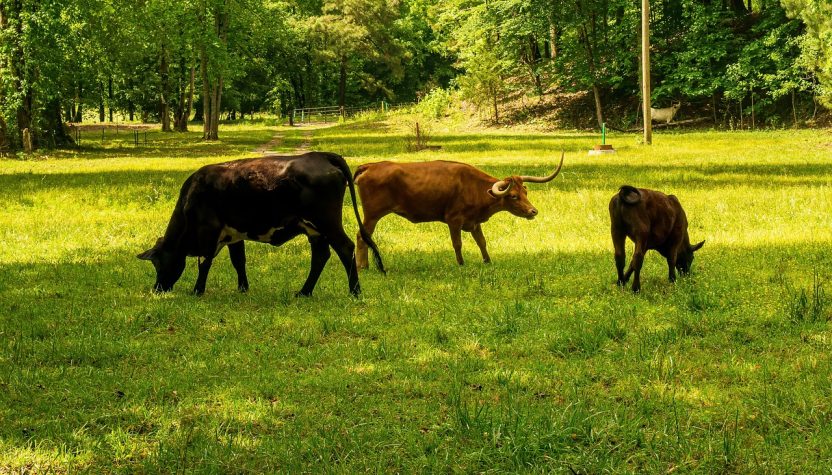 découvrez comment réduire votre empreinte carbone grâce à des conseils pratiques et des stratégies efficaces. apprenez l'impact de vos choix quotidiens sur l'environnement et engagez-vous pour un avenir durable.