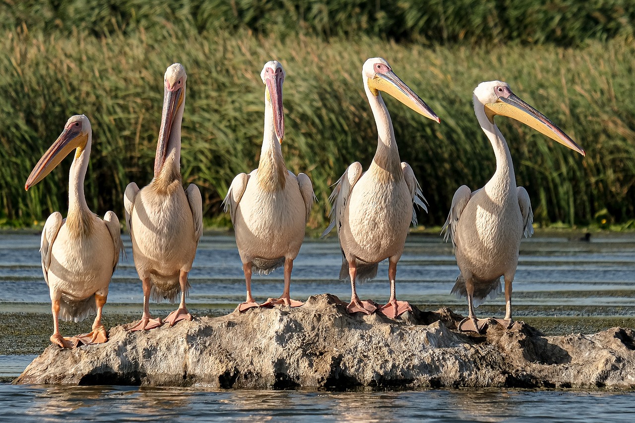 découvrez l'écologie, une science essentielle qui étudie les interactions entre les organismes et leur environnement. apprenez comment préserver notre planète et favoriser un développement durable en explorant les différents aspects de la biodiversité, des écosystèmes et des initiatives écologiques.