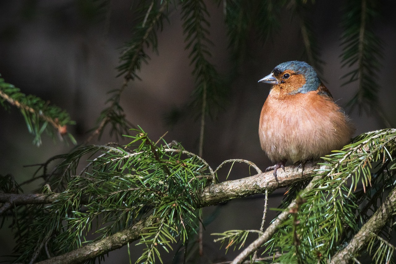 découvrez l'importance de la conservation environnementale pour préserver notre planète. apprenez les actions que vous pouvez entreprendre pour protéger la biodiversité, réduire les déchets et lutter contre le changement climatique.