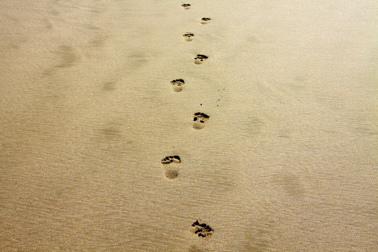 découvrez l'empreinte carbone, son impact sur l'environnement et les actions à entreprendre pour réduire votre empreinte. informez-vous sur les meilleures pratiques pour adopter un mode de vie durable et contribuer à la lutte contre le changement climatique.