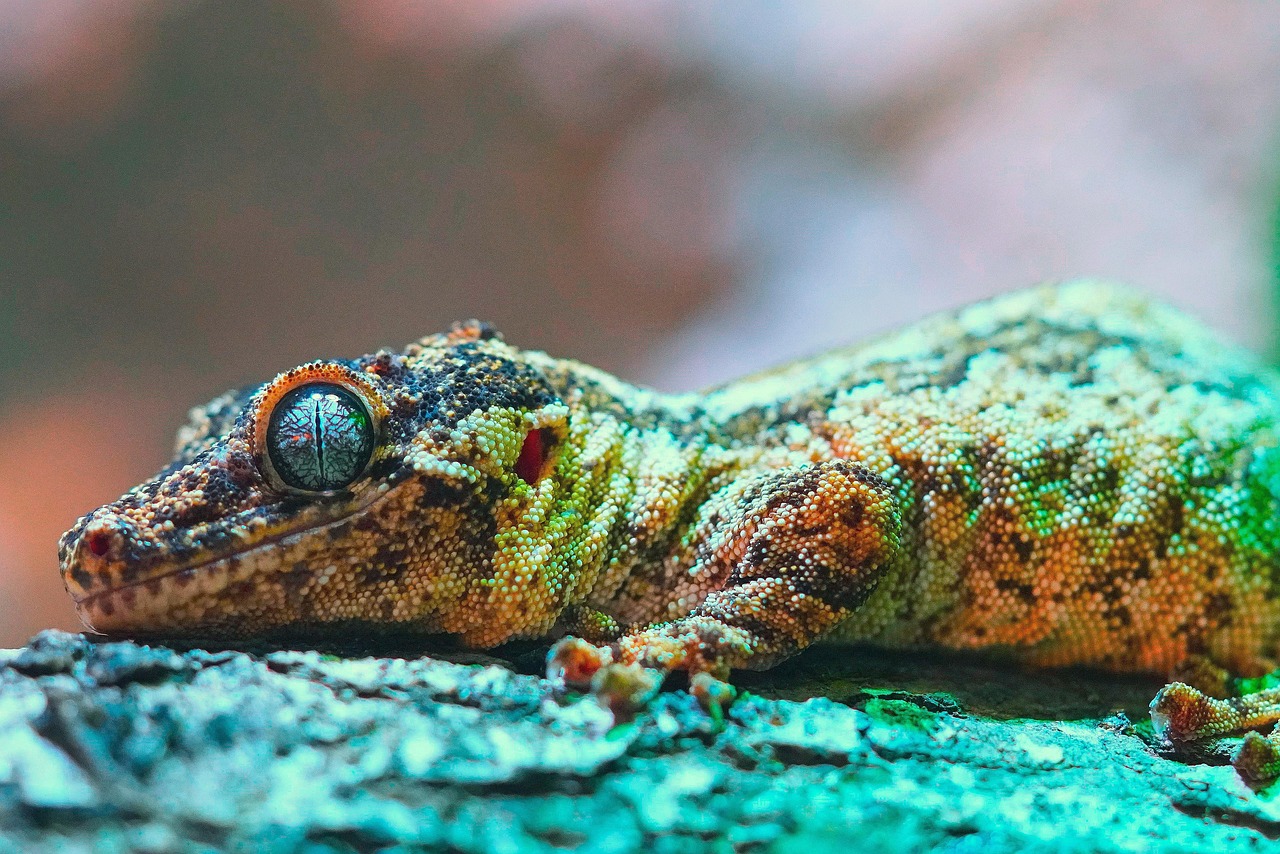 découvrez la richesse de la biodiversité, son importance pour notre écosystème et les actions à entreprendre pour la préserver. explorez les différentes espèces et leurs interactions pour mieux comprendre notre planète.