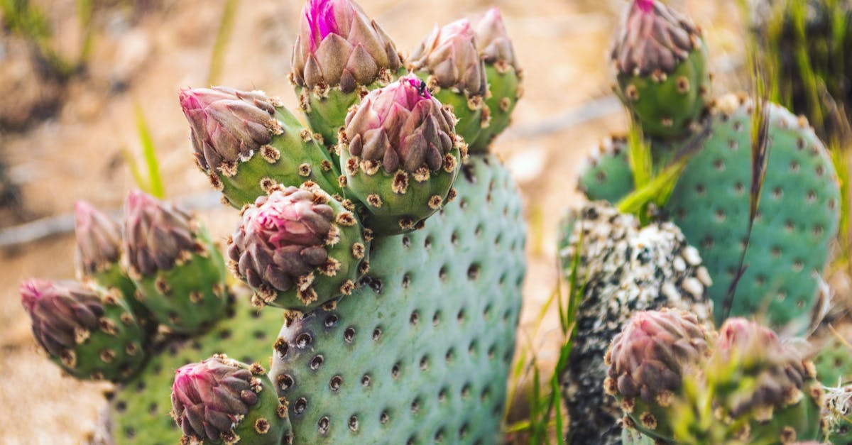 découvrez des stratégies et solutions innovantes pour s'adapter aux défis du changement climatique. informez-vous sur les meilleures pratiques en matière d'adaptation climatique et comment elles peuvent renforcer la résilience des communautés et des écosystèmes.