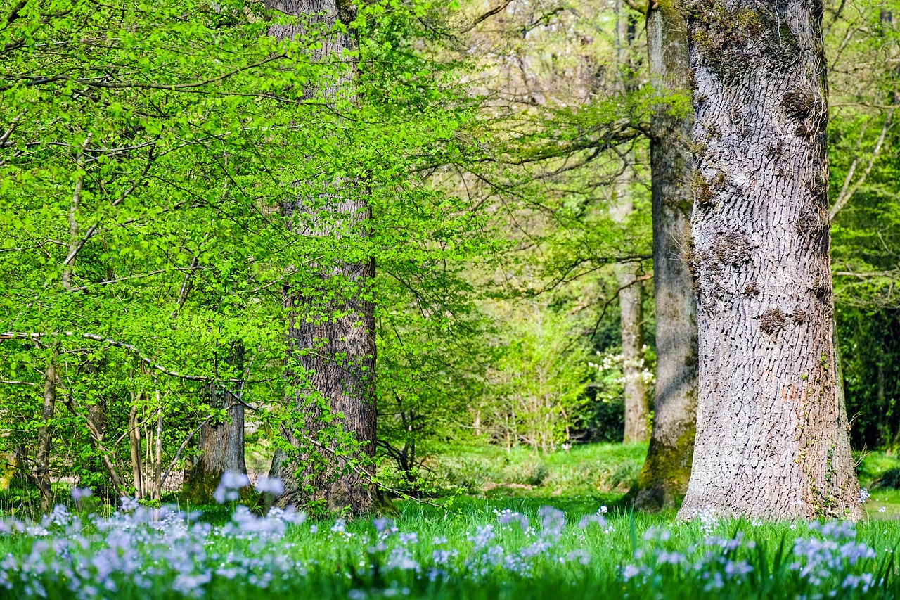 découvrez l'écologie, une science essentielle qui étudie les interactions entre les organismes et leur environnement. plongez dans les enjeux environnementaux, la biodiversité et les actions nécessaires pour préserver notre planète.