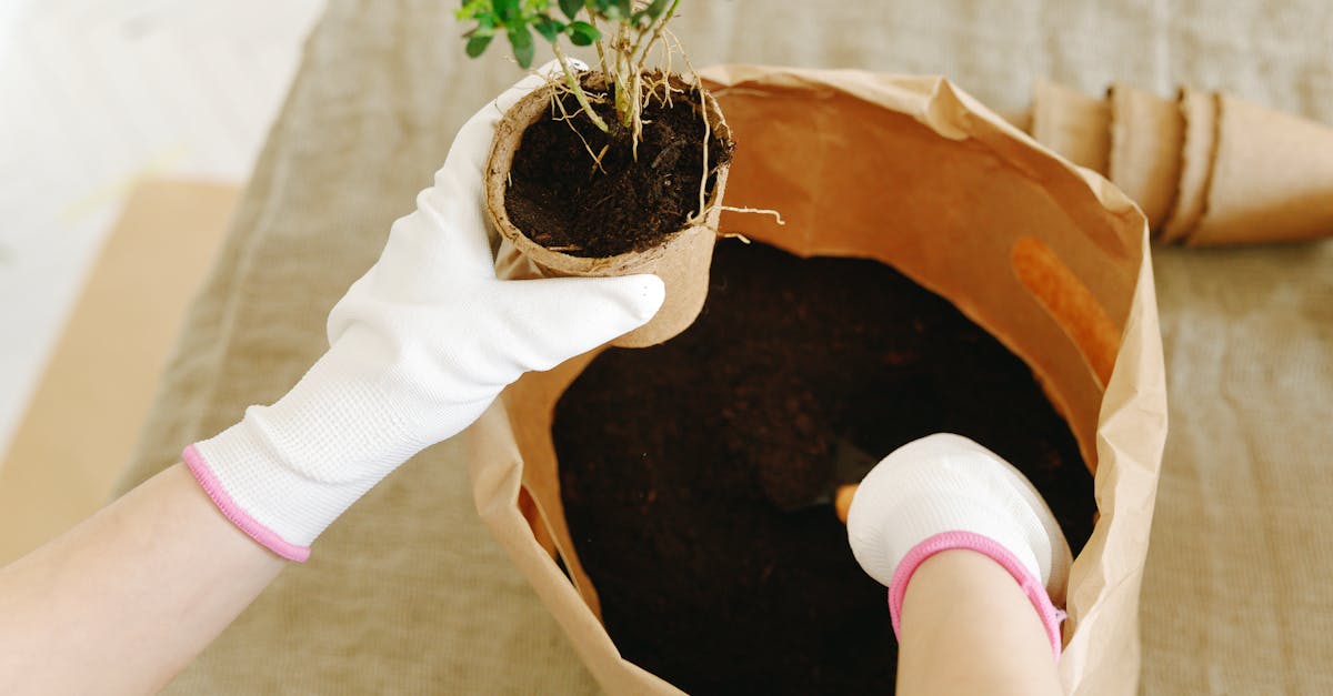 découvrez l'importance de la reforestation pour la planète. apprenez comment cette pratique contribue à la lutte contre le changement climatique, protège la biodiversité et favorise un avenir durable pour les générations futures.