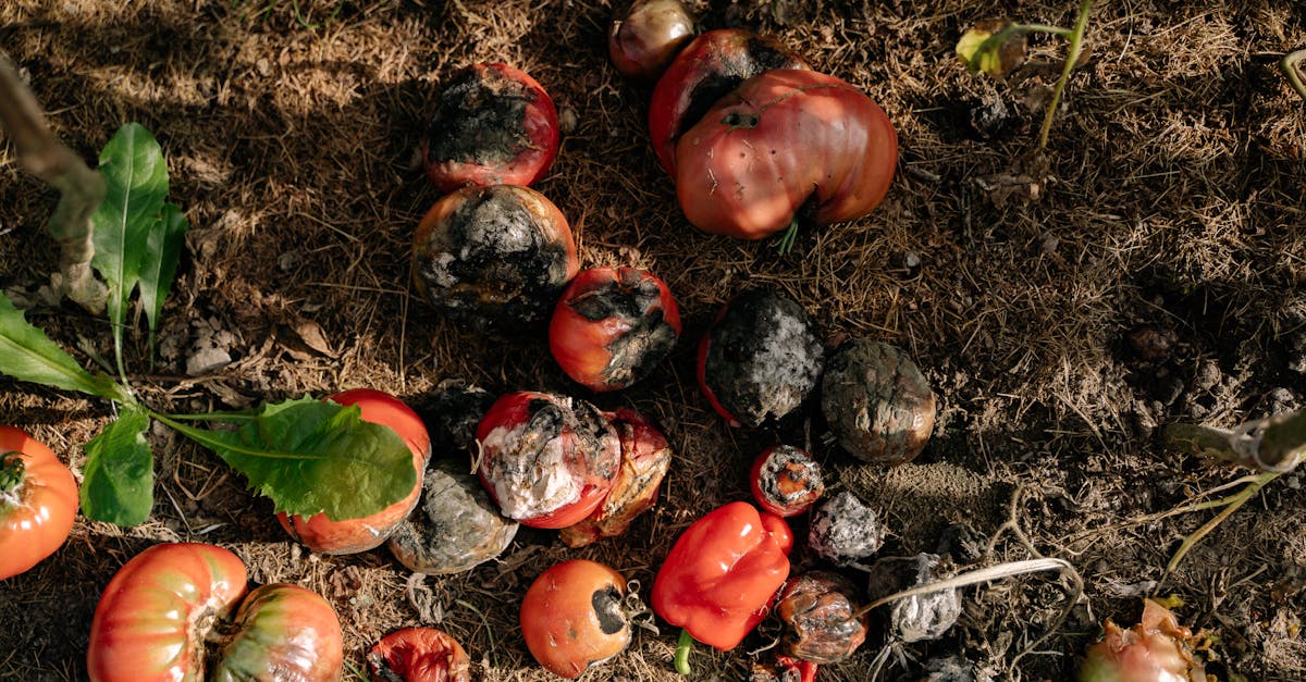 découvrez l'agroécologie, une approche sustainable pour l'agriculture qui allie protection de l'environnement, diversité des cultures et pratiques agricoles respectueuses. apprenez comment cette méthode révolutionnaire contribue à la sécurité alimentaire et à la préservation des ressources naturelles.