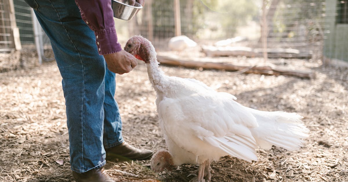 découvrez l'agroécologie, une approche durable de l'agriculture qui allie le respect de l'environnement, le bien-être des agriculteurs et la production alimentaire de qualité. plongez dans les pratiques écologiques, l'innovation et les bienfaits pour les écosystèmes.