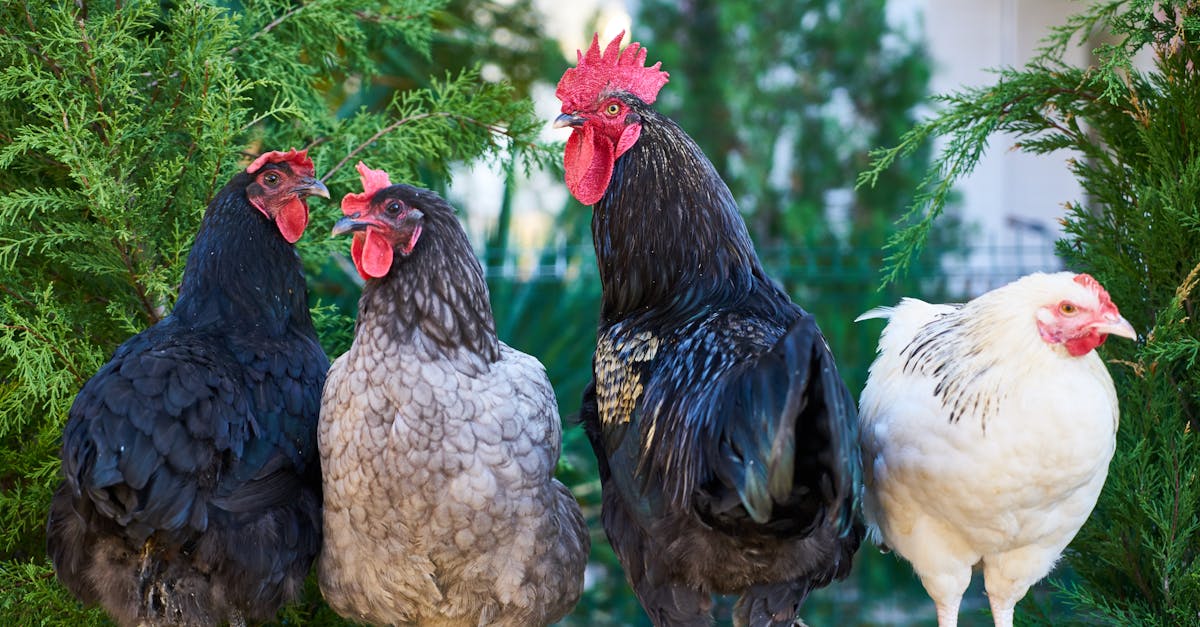 découvrez l'agroécologie, une approche innovante qui allie agriculture durable et respect de l'environnement. apprenez comment cette méthode favorise la biodiversité, optimise les ressources naturelles et soutient les communautés agricoles tout en produisant des aliments sains et nutritifs.