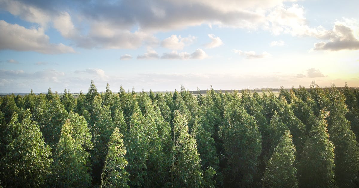 découvrez les enjeux et les solutions de la reforestation, un processus essentiel pour préserver notre planète. apprenez comment cette initiative contribue à la lutte contre le changement climatique, à la biodiversité et à la durabilité des écosystèmes.