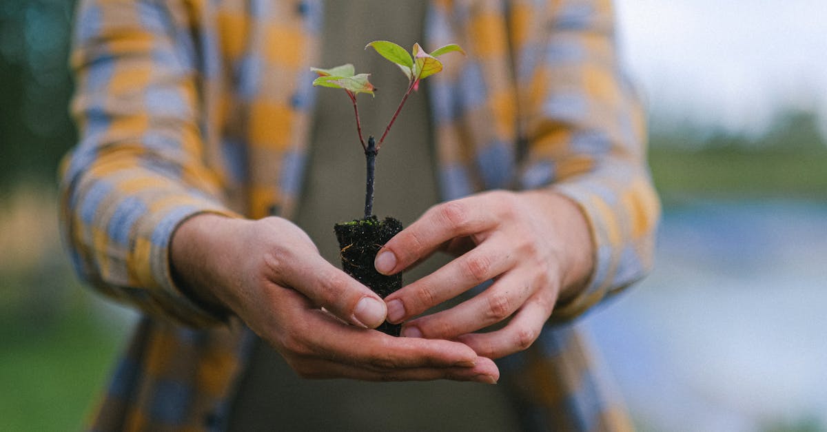 découvrez l'importance de la reforestation pour lutter contre le changement climatique, préserver la biodiversité et restaurer les écosystèmes. apprenez comment chaque geste compte pour un avenir durable et participez à la revitalisation de notre planète.