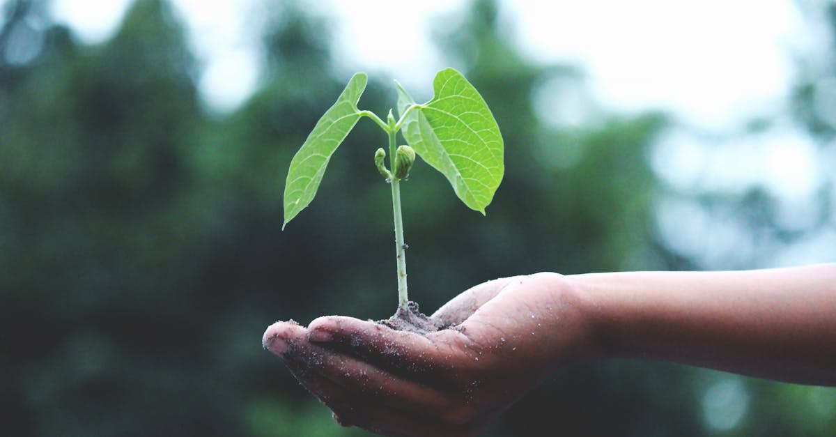 découvrez les bienfaits de la reforestation, une action essentielle pour restaurer notre environnement, lutter contre le changement climatique et préserver la biodiversité. engagez-vous pour un avenir plus vert!