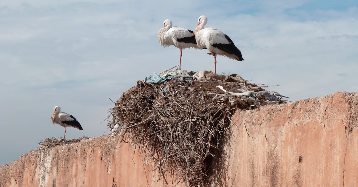 découvrez comment l'écologie urbaine transforme nos villes en espaces durables, en intégrant la nature et en améliorant la qualité de vie des habitants. apprenez l'importance de la biodiversité, de la gestion des ressources et des initiatives vertes pour construire des environnements urbains résilients.